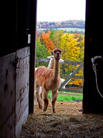 Alpacas in Doorway