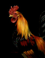 "Rooster Reborn" oil on canvas